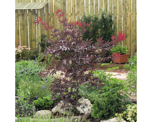 Japanse esdoorn in een tuinperk