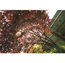 Japanse Esdoorn Acer palmatum 'Atropurpureum' H 60-80 cm