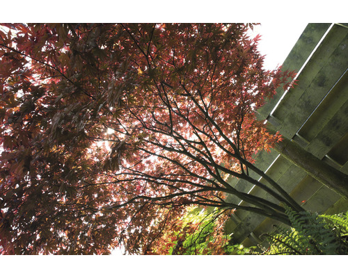 Esdoornboom met rode bladeren en houten constructie op de achtergrond