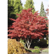 Japanse Esdoorn Acer palmatum 'Atropurpureum' H 60-80 cm