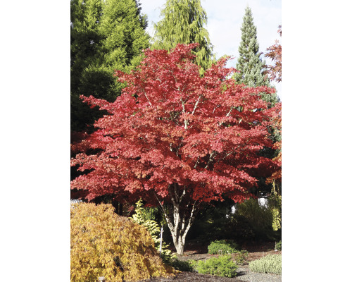 Japanse esdoornboom met rood blad