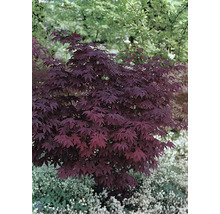Japanse esdoorn in de tuin.