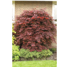 Japanse Esdoorn Acer palmatum 'Atropurpureum' H 60-80 cm