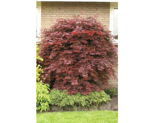 Japanse esdoornboom in de tuin