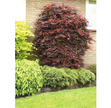 Japanse Esdoorn Acer palmatum 'Atropurpureum' H 60-80 cm