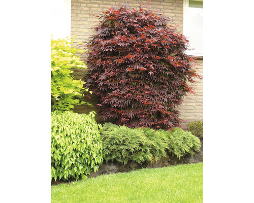 Japanse esdoorn in de tuin met verschillende planten