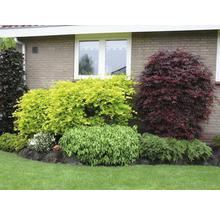 Japanse Esdoorn Acer palmatum 'Atropurpureum' H 60-80 cm