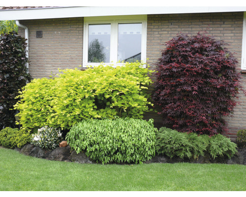 Tuin met verschillende sierstruiken en bodembedekkers voor een huismuur