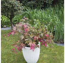 Japanse Esdoorn Acer palmatum 'Beni Maiko' H 30-40 cm