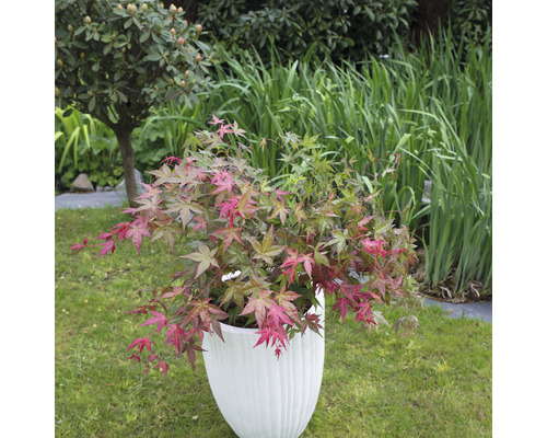 Japanse esdoorn in een witte plantenbak op een gazon