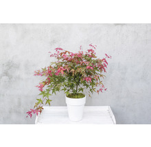 Japanse Esdoorn Acer palmatum 'Beni Maiko' H 30-40 cm