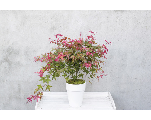 Japanse esdoorn in pot