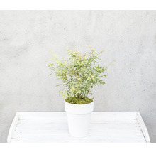 Japanse esdoorn in een pot op een tafel