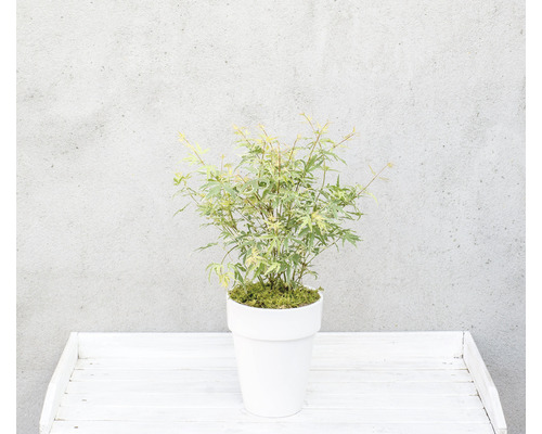 Japanse esdoorn in een pot op een tafel