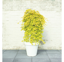 Japanse esdoorn in een plantenbak voor een bakstenen muur