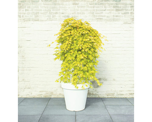 Japanse esdoorn in een plantenbak voor een bakstenen muur