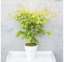 Japanse esdoorn in een pot
