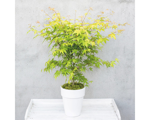 Japanse esdoorn in een pot