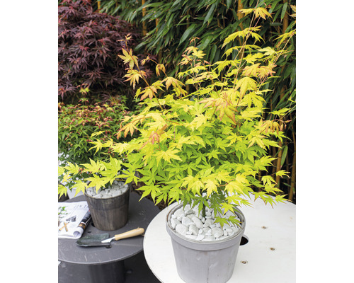 Japanse esdoorn in pot, bedekt met grind