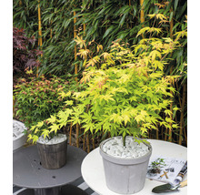 Japanse esdoorn in pot met witte stenen als decoratie
