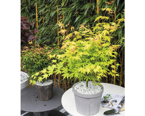 Japanse esdoorn in pot met witte stenen als decoratie