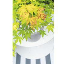 Japanse esdoorn in pot op een tafel