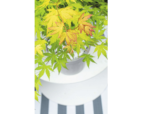 Japanse esdoorn in pot op een tafel