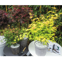 Drie esdoornplanten in potten op tafels in de tuin.
