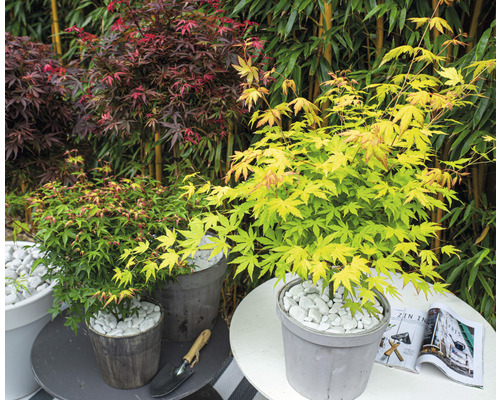 Drie esdoornplanten in potten op tafels in de tuin.