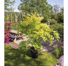 Japanse esdoorn in pot in de tuin