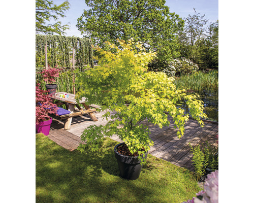 Japanse esdoorn in pot in de tuin