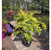 Japanse esdoorn in pot op een houten terras met tuintafel en vijver