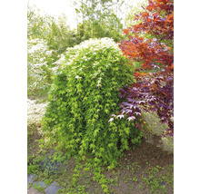 Japanse esdoorn in de tuin