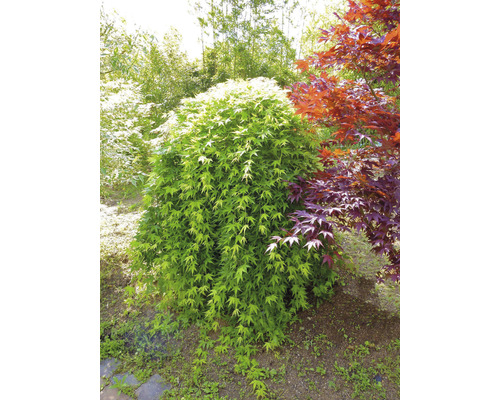 Japanse esdoorn in de tuin