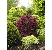 Japanse Esdoorn Acer palmatum 'Shaina' H 50-60 cm