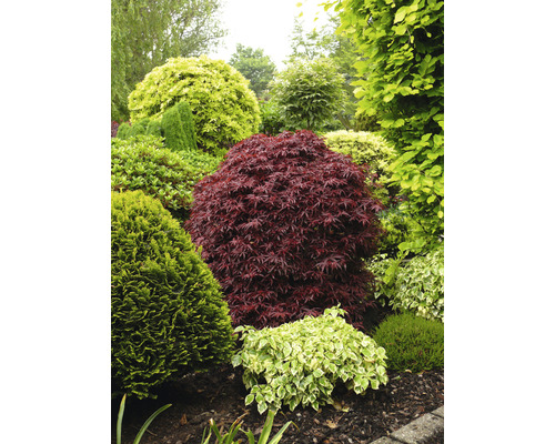 Tuin met diverse sierstruiken en bomen.