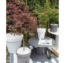 Japanse Esdoorn Acer palmatum 'Shaina' H 50-60 cm