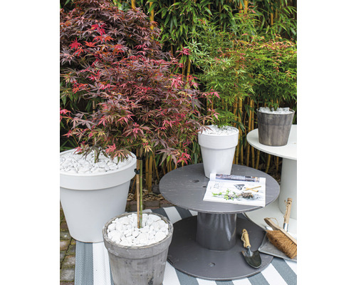 Tuinscene met esdoorns in potten, decoratie met witte stenen en tuingereedschap
