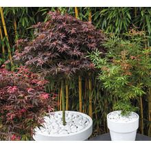 Japanse Esdoorn Acer palmatum 'Shaina' H 50-60 cm
