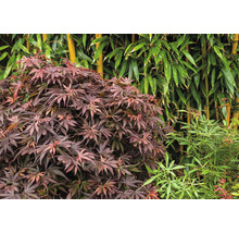 Japanse Esdoorn Acer palmatum 'Shaina' H 50-60 cm