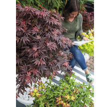 Japanse Esdoorn Acer palmatum 'Shaina' H 50-60 cm