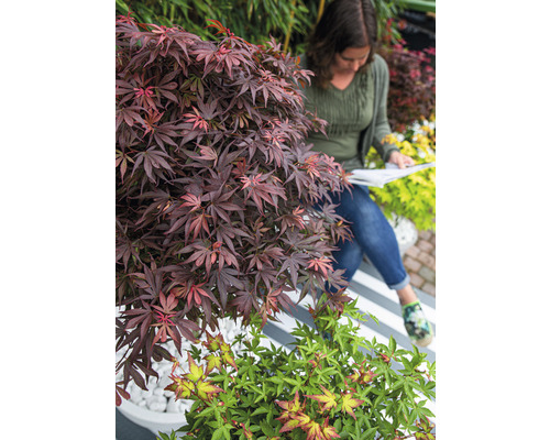 Tuinscene met Japanse esdoorn en een vrouw die een boek leest