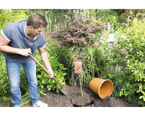 Man plant Japanse esdoorn met een spade in een tuin.