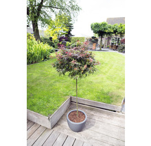 Japanse Esdoorn Acer palmatum 'Shaina' H 50-60 cm