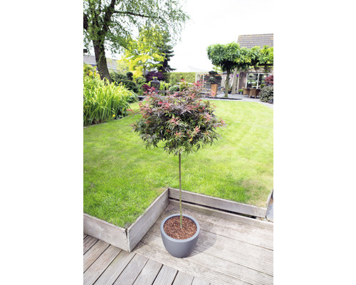 Japanse esdoorn in pot op een houten terras in een tuin.