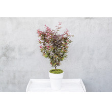 Japanse Esdoorn Acer palmatum 'Shaina' H 50-60 cm