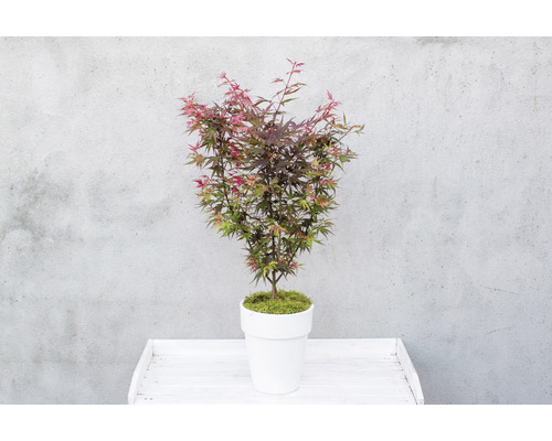 Japanse esdoorn in pot op een tafel