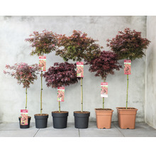 Japanse Esdoorn Acer palmatum 'Shaina' H 50-60 cm