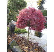 Japanse Esdoorn Acer palmatum 'Shaina' H 50-60 cm