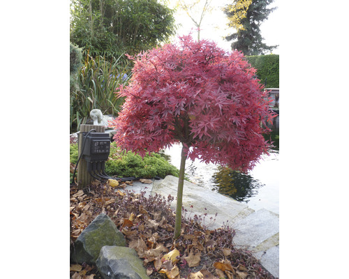 Japanse esdoornboom in de tuin